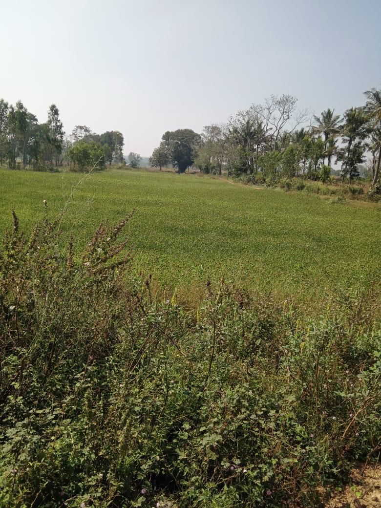 56 gunta agriculture land for sale in Hassan